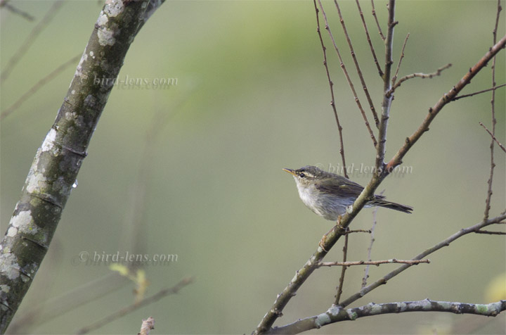 Nordischer (Wander-)Laubsänger